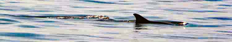 dolphin skims water